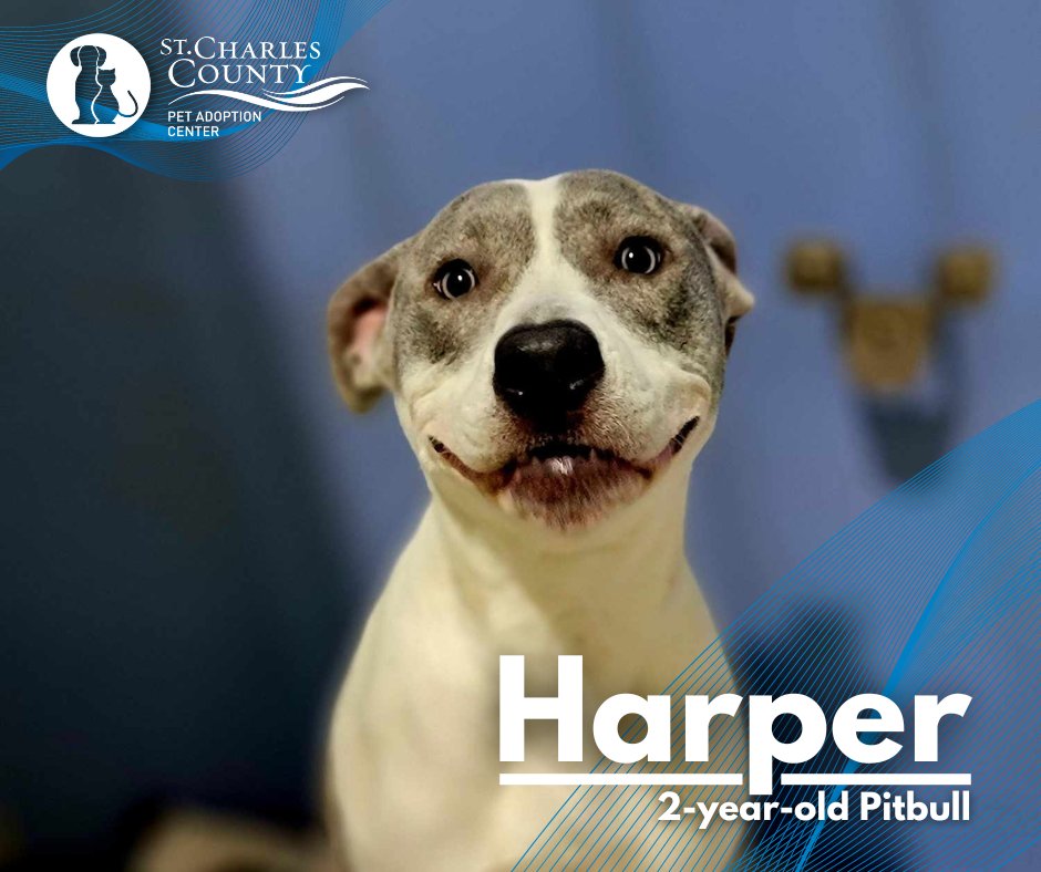 Harper is a professional sleeper, with two years of experience. The Pitbull is looking for new colleagues to sponsor and participate in her sleep tests and research.
Call 636-949-7387 or visit sccmo.org/Pets for more info and pictures of available pets.