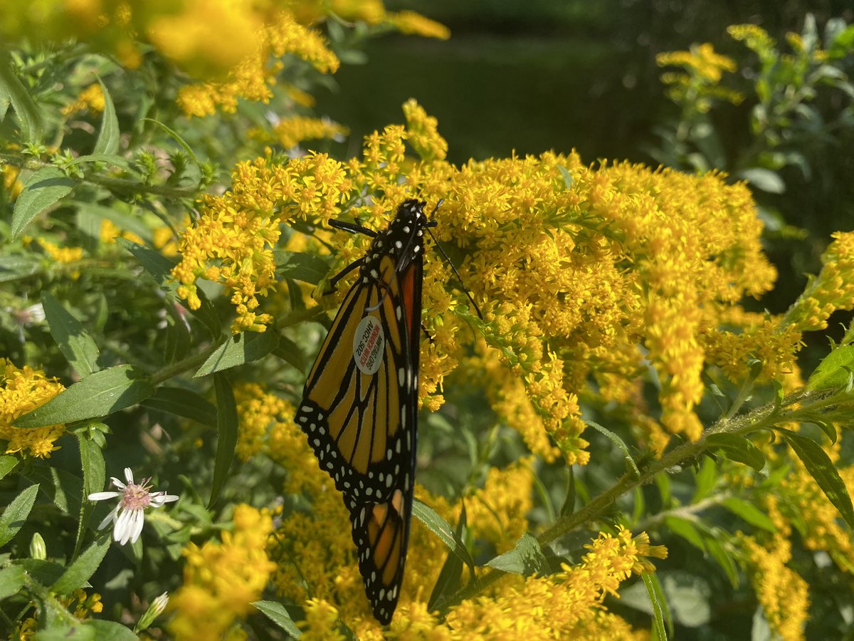 buceau_'s tweet photo. Happy week for me: tagging and releasing two monarchs (and angered spp.) we raised at work. One male and one female. I wish them well on their upcoming 3000 mile migration!!! https://t.co/Ls4ZQl9Fon