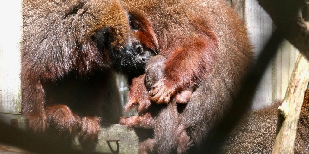 We are delighted to announce the birth of a coppery titi monkey at Banham Zoo on Friday 25th August.

Coppery Titi Monkeys inhabit the Amazon rainforests of Peru, Brazil and Colombia, where they forage for food in the lower canopy. 

#newbirth