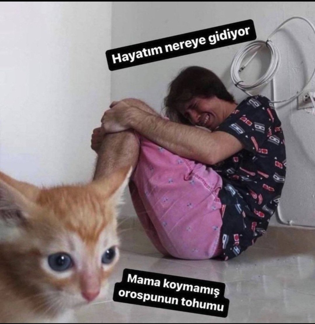 Minukamus's tweet photo. Kediler üzüntünüzü hisseder. Gerçek https://t.co/19FO7MX1B1