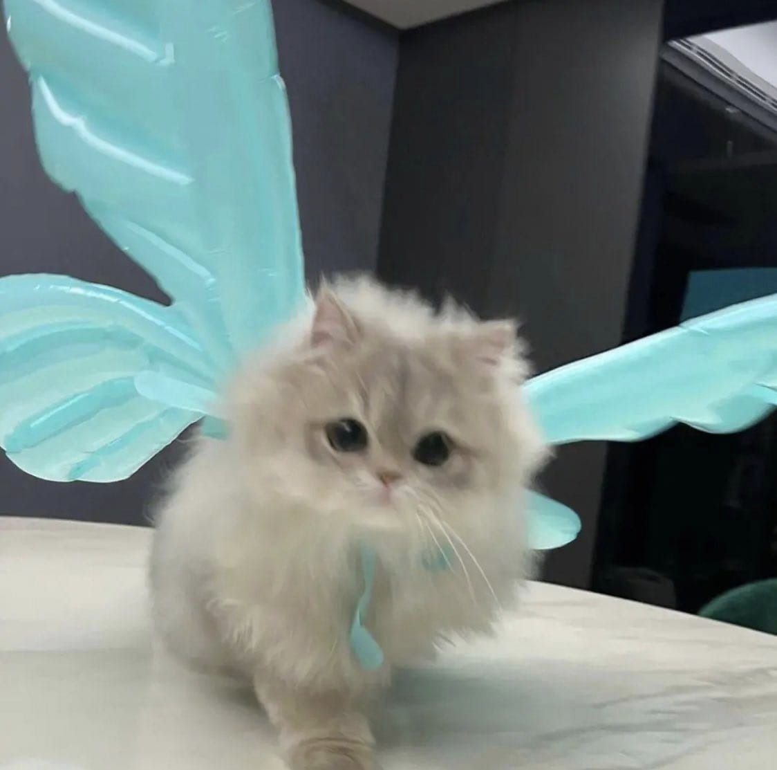 🦋🤍