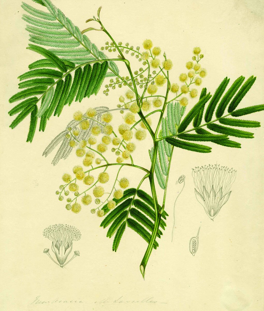 TheBotanics's tweet photo. 🌸 🌱 Experience remarkable Indian #botanicaldrawings from our collection at our Connecting Histories exhibition, which presents botanical illustrations of familiar and less familiar plants, depicted with scientific accuracy and spectacular artistry. 

https://t.co/g6rkA230UP https://t.co/Tj5FhwhWP2