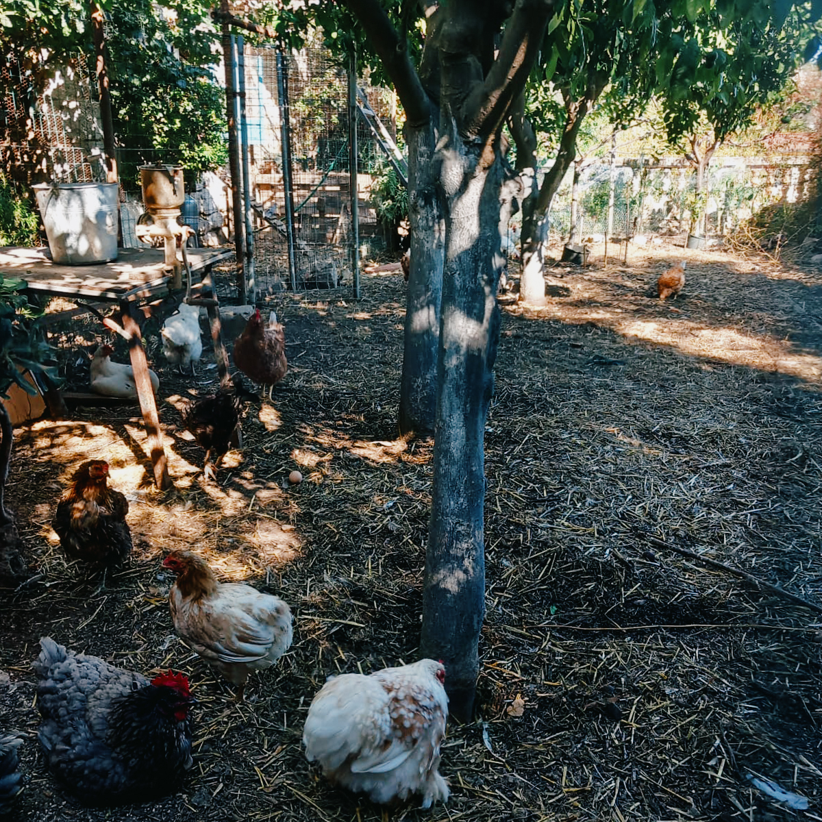 Château Neercanne tweet media