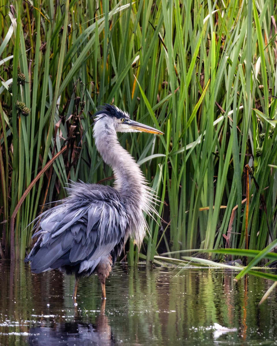 For my session with the #greatblueheron in #northeastohio , I asked for a morning chill look. #wildlifephotography #TwitterNatureCommunity #blueheron #BirdsOfTwitter #birdwatching #birdphotography