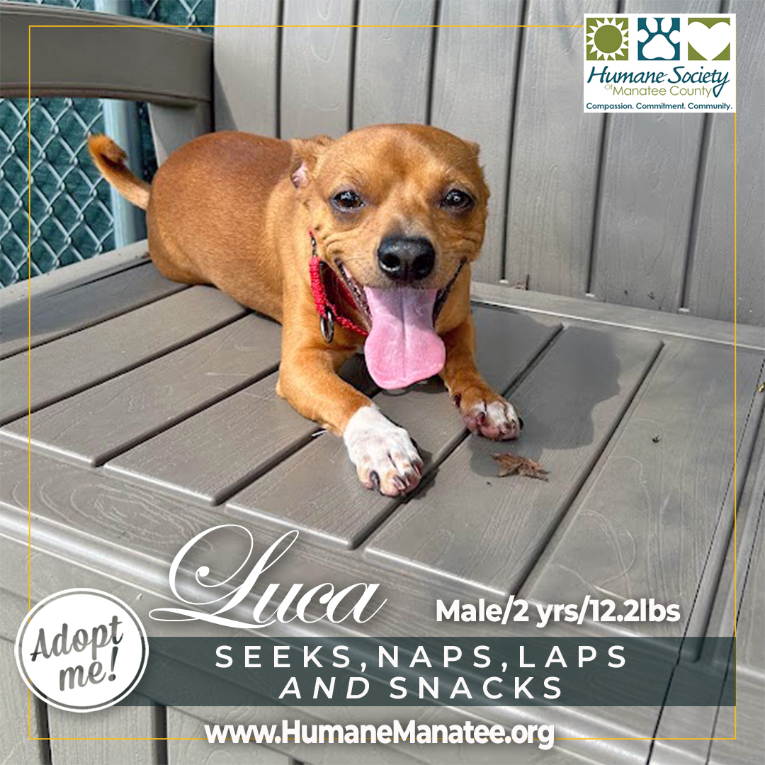 Humane Soc. Manatee tweet media