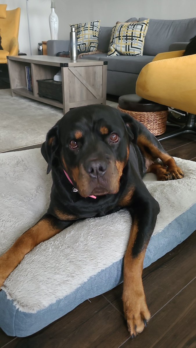 thereal16482192's tweet image. Well pals todays da bigs day
Mum habbs alreadys dropped me off at da special vetty surgeon ladies to habbs me surgery.  
Mum was proud cause me walks aways wiff no barks. (Ok me was drugged)...🤣🤣🤣
Mum will keeps yous posted ❤️