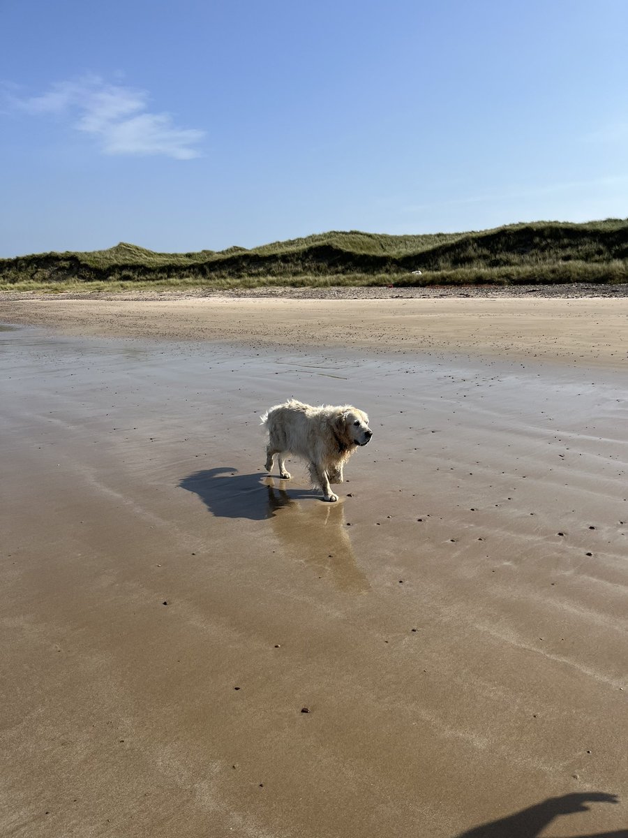 glenrolo's tweet photo. Oh pals!  Another day &amp; you guessed it another beach and this time much time for a burger!! 
We also get multiple gravy bones !!   #bestdaysofar https://t.co/PhHAUTlp6K