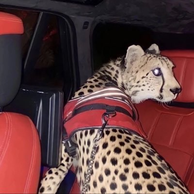 afars5502's tweet photo. #صورة_جديدة_للملف_الشخصي https://t.co/MJOOOtsLvV