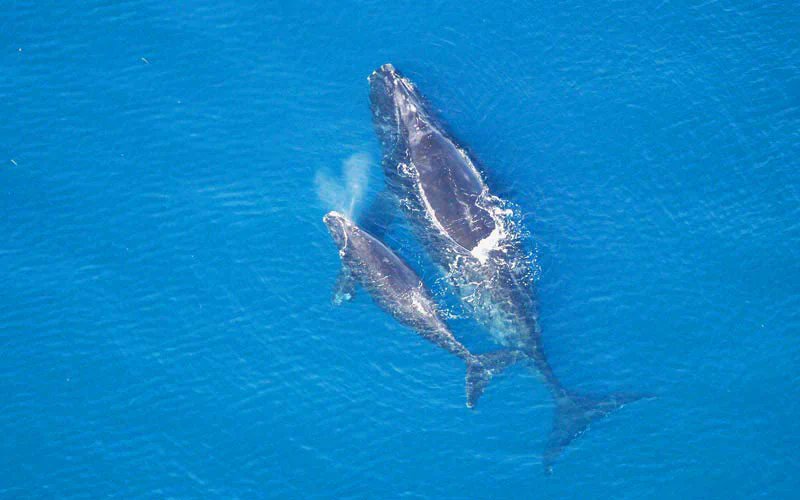 The endangered North Atlantic right whale is being threatened every day by offshore wind farms. Learn more by reading our recent report: nefishermen.org/resources