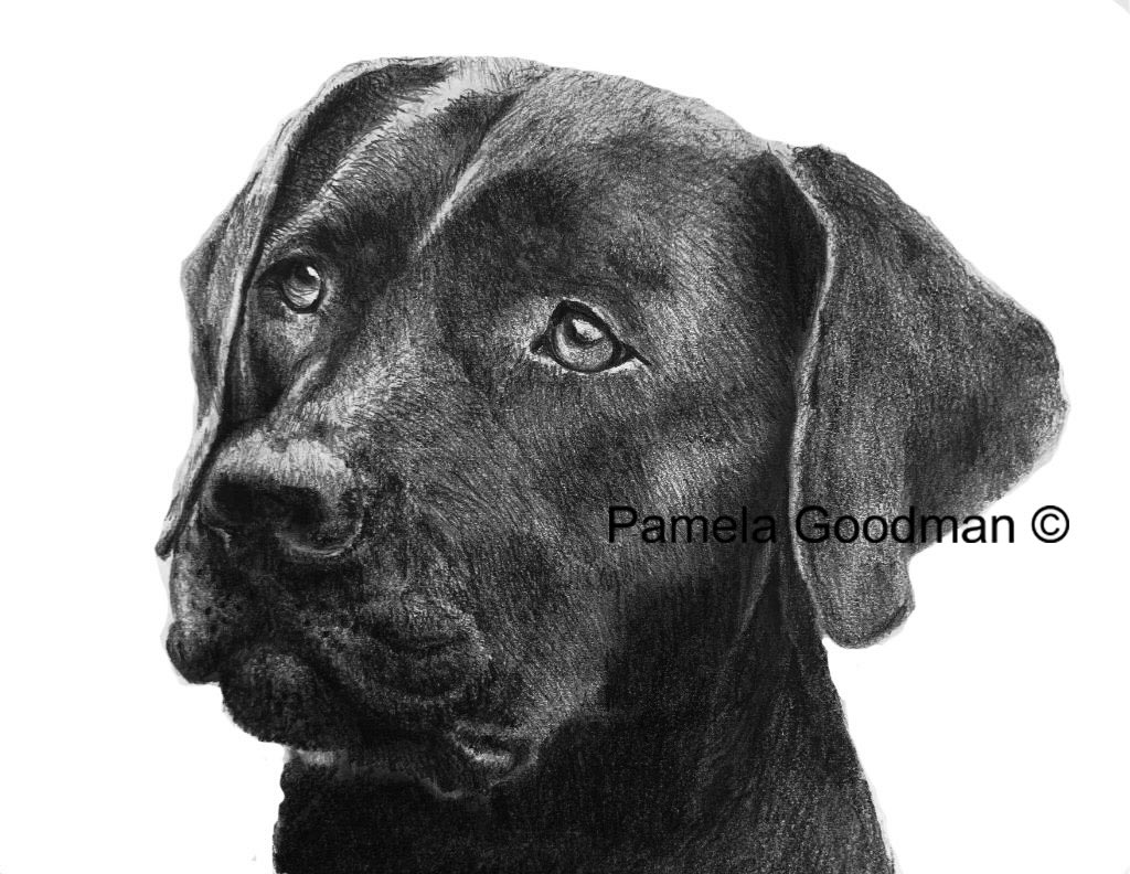 NEED PORTRAITS of your PETS or GIFTS for your FRIENDS? 
pamelagoodman.zenfolio.com #professionalpetportraits #gifts #horses #dogs #memorials  #petloss #peturn #petportrait #petportraits #petportraitartist #petsupplies #petportraitsofinstagram #custompetportraits  #petportraitsartist