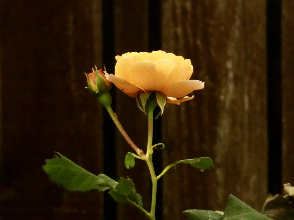 🌹🌹Rose on Thursday 🌹🌹
#flowersphotography #ThePhotoHour #NaturePhotography #Rose  
#PanasoniclumixTZ80