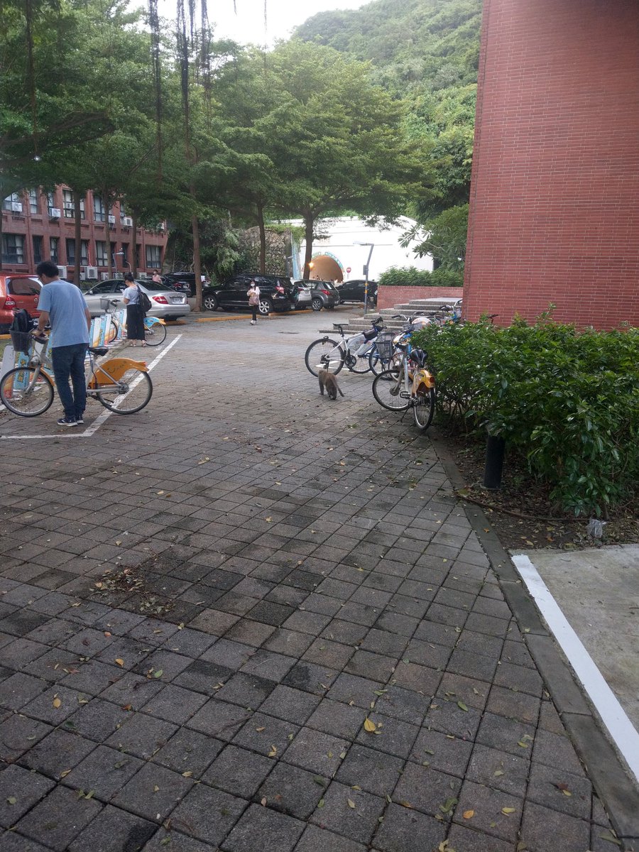 JenHauYang's tweet photo. Interesting scene exclusively at NSYSU: wild macaque monkeys wandering in the campus. 
Don't pet them though‼️, they get mad if you stared at them! https://t.co/KvVcoNfgbK