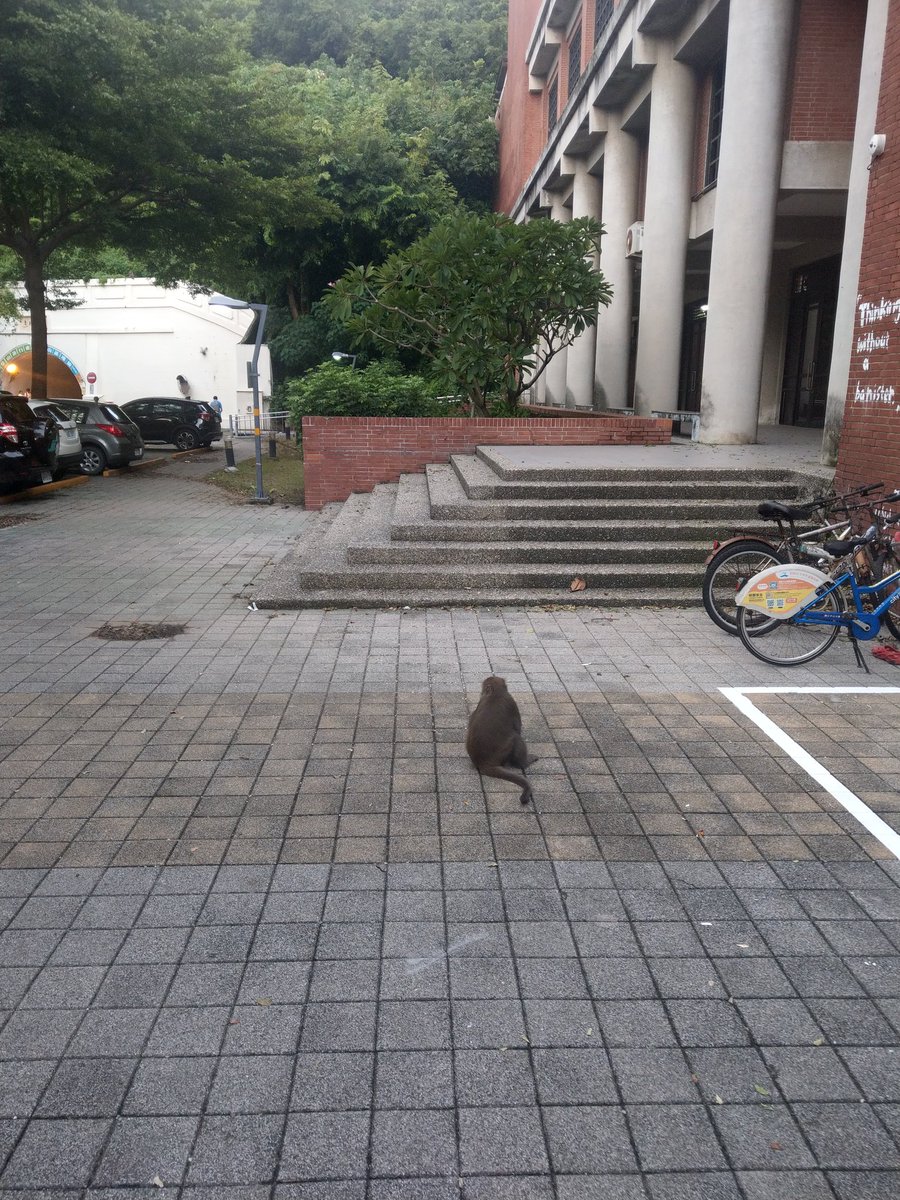 JenHauYang's tweet photo. Interesting scene exclusively at NSYSU: wild macaque monkeys wandering in the campus. 
Don't pet them though‼️, they get mad if you stared at them! https://t.co/KvVcoNfgbK