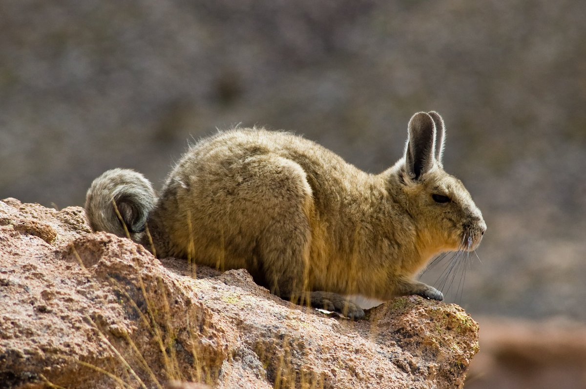graha_bolivia's tweet photo. ¡Descubre la fascinante viscacha de La Paz, Bolivia! Este pequeño mamífero roedor es nativo de los Andes y se encuentra en altitudes elevadas. Su apariencia peluda y cola larga lo hacen inconfundible. https://t.co/TPtfdn5kzB
