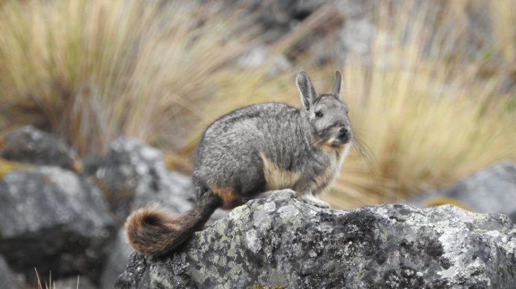 graha_bolivia's tweet photo. 🏔️ La viscacha de La Paz es conocida por vivir en colonias en acantilados y cuevas, donde se refugia de los depredadores. Son herbívoras y se alimentan de vegetación de montaña, adaptándose a condiciones extremas. #FaunaAndina https://t.co/goNUbA5aHC