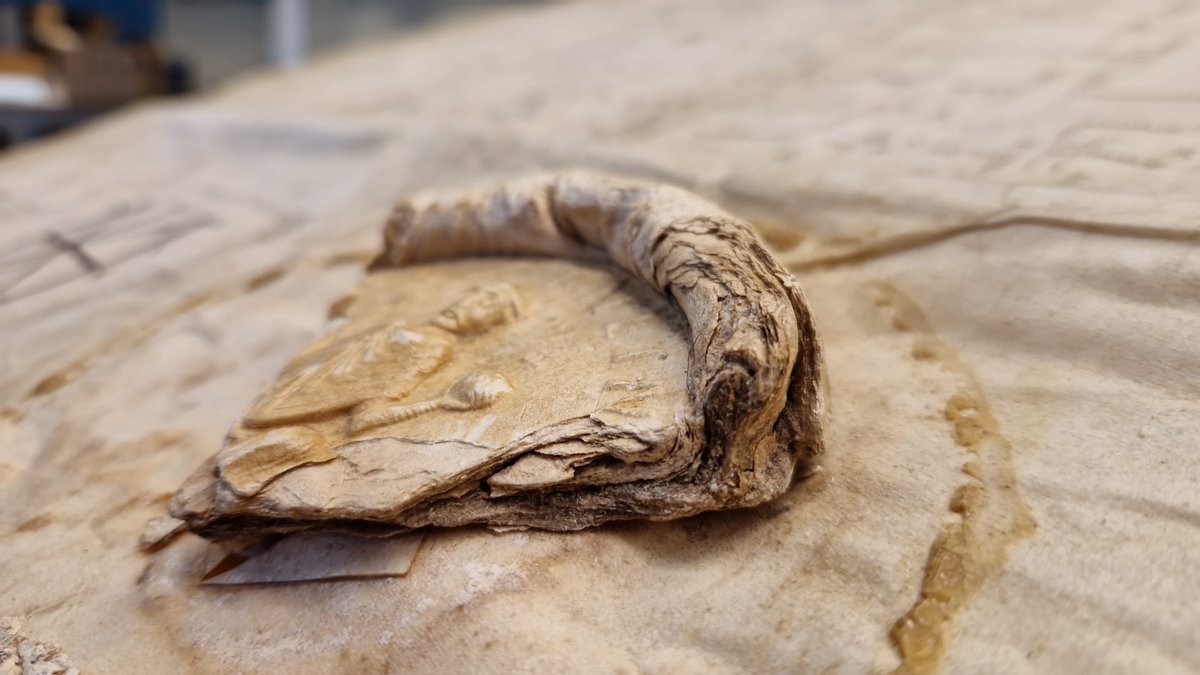 Astrid Beckers. also on: 🦣 and 💙sky tweet media