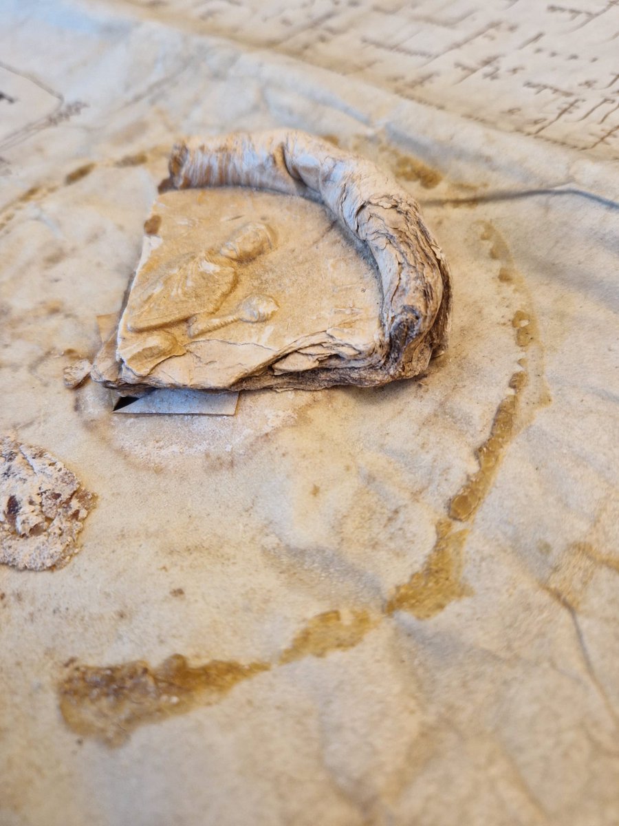 Astrid Beckers. also on: 🦣 and 💙sky tweet media