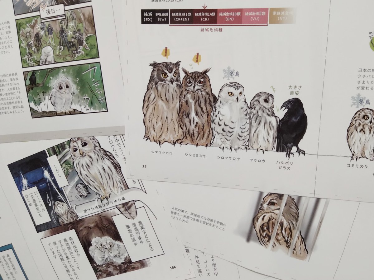 今日は #絶滅危惧種の日
ほとんどの日本のフクロたちはどこかの都道府県で絶滅危惧種に選定されています。
フクロウの本を描くならば!と、可愛い✨魅力的✨だけじゃない、交通事故や撮影圧の影響、密猟等、ほんのちょこっとだけですがフクロウの現状も描かせてもらいました🦉