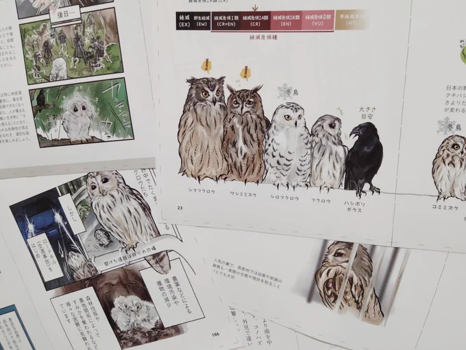 今日は  #絶滅危惧種の日 
ほとんどの日本のフクロたちはどこかの都道府県で絶滅危惧種に選定されています。

フクロウの本を描くならば!と、可愛い✨魅力的✨だけじゃない、交通事故や撮影圧の影響、密猟等、ほんのちょこっとだけですがフクロウの現状も描かせてもらいました🦉 