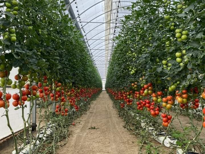 ndancash's tweet photo. El P. E. Chinecas brindará el soporte técnico y asesoramiento para la construcción de invernaderos provisionales, que buscan enfrentar la crisis alimentaria, donde se resguardará los cultivos para ponerlos a salvo de los daños ambientales. https://t.co/tyhCOVaoOw