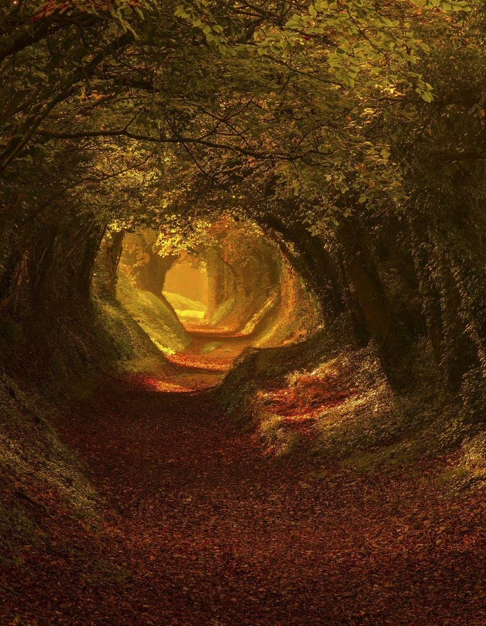 FedeItaliano76's tweet image. The Old Roman Road in Halnaker, West Sussex, as photographed by Mark Andreas Jones