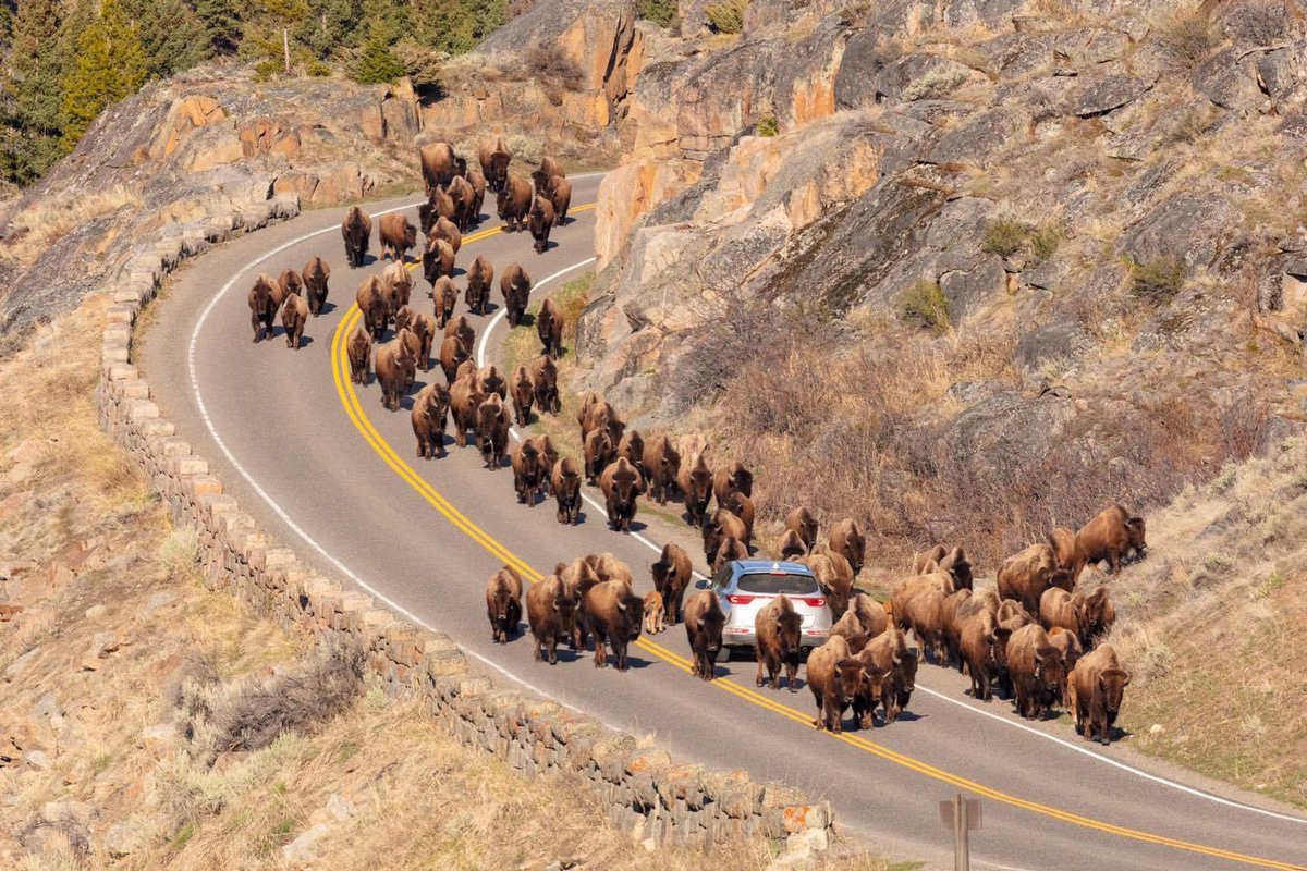 If you find yourself sharing the road with a bison, or another visitor, be patient for them to make their way and only maneuver around them when safe for all. Also, bison are notorious for selling extended warranties and rarely use a turn signal. Proceed with caution.