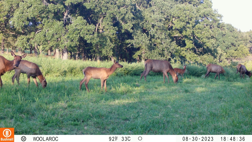 WoolarocMuseum's tweet photo. We can't wait to start seeing more of the elk herd! When the cool weather starts to roll in, the elk herd moves more into the public eye. For now, we'll just have to settle for glimpses of them and their new calves!
#open10 #wildlifepreserve #woolaroctrailcam #elkherd #elkcalves https://t.co/8PklQHqp4k