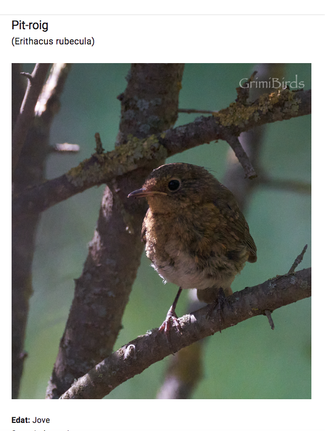 DrRGrimalt's tweet photo. Aquí teniu un #jove #pit-roig (#Erithacus #rubecula)
De vegades els #joves no s'assemblen gaire als #adults!
Per ajudar-vos a diferenciar-los hem fet un nou apartat a #GrimiBirds
https://t.co/SxpHPHSzmS
#Ocells #ornitologia #docencia #training #birds #natura #fotos #pictures https://t.co/PST4DqR1NW