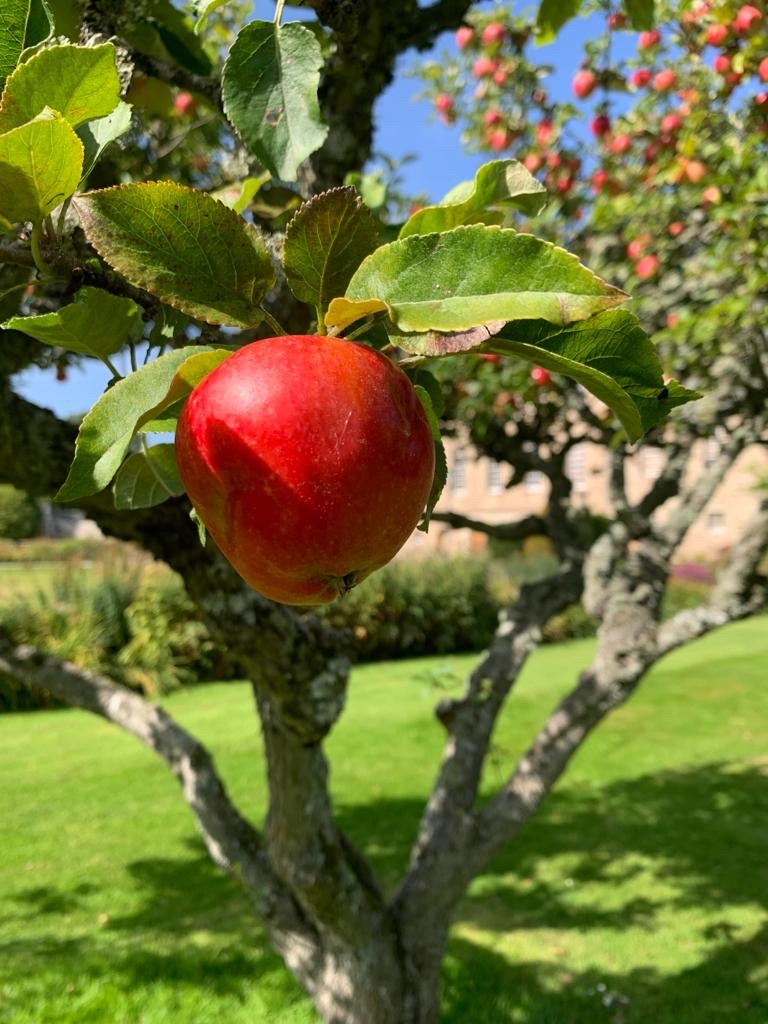 gordonstoun's tweet photo. Soon it will be time to harvest the #Gordonstoun apples for the Conservation Service’s apple juice. proceeds from the apple juice go to charity. And it’s delicious!

#servicetothecommunity #thereismoreinyou #charactereducation #thisismyclassroom https://t.co/mjnbmwugaA