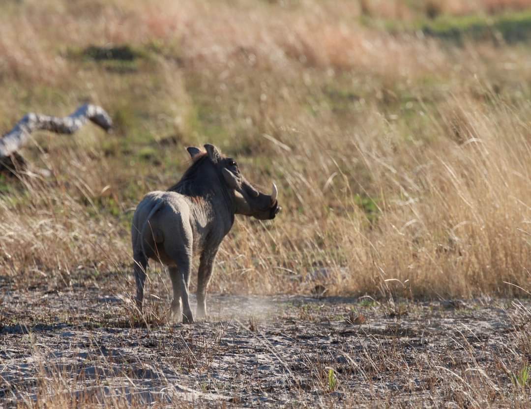 Cheeky Warthog 

Photo by clients Brown family safari. 
#wildlife #Botswana #lelobusafaris