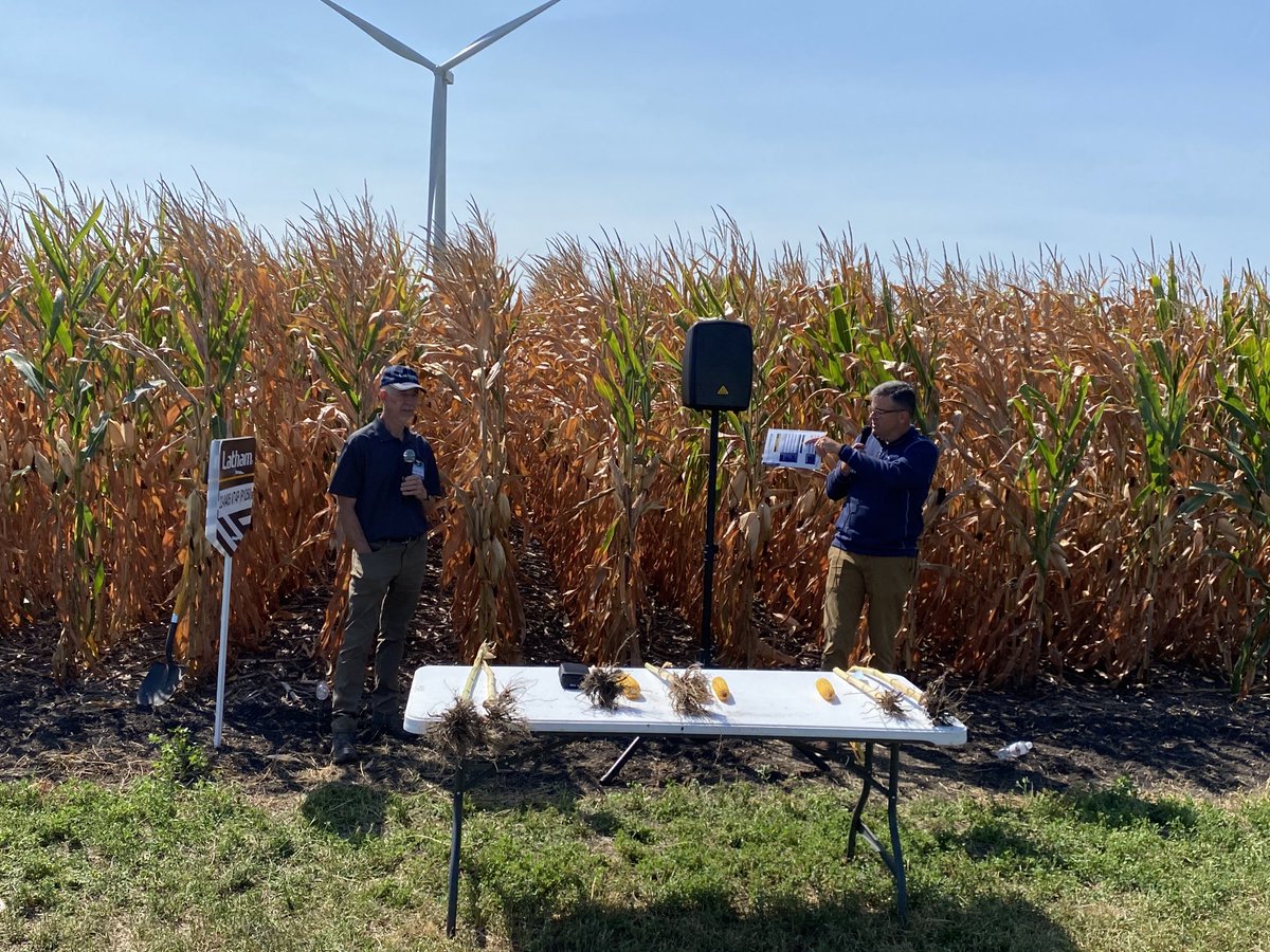 Shannon_Latham's tweet photo. You’ll see significant differences in root worm pressure, so don’t base your opinion on 1 location.🌽 RW protection makes a BIG difference in yield. This year we’re seeing more noticeable differences in root mass. @LathamSeeds #FamilyOwned #FarmProven https://t.co/xP2rRFj8py