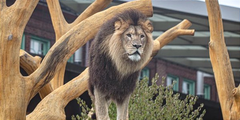 Chi_Innovation's tweet photo. Save the date for the 2023 Nominee Celebration on September 13th at the Pepper Family Wildlife Center in Lincoln Park Zoo. Get ready to celebrate our 344 nominees amidst adorable new lion cubs in the lion exhibit!
Register Here: https://t.co/zj3jtMRWpY https://t.co/zIQcXCXkjF