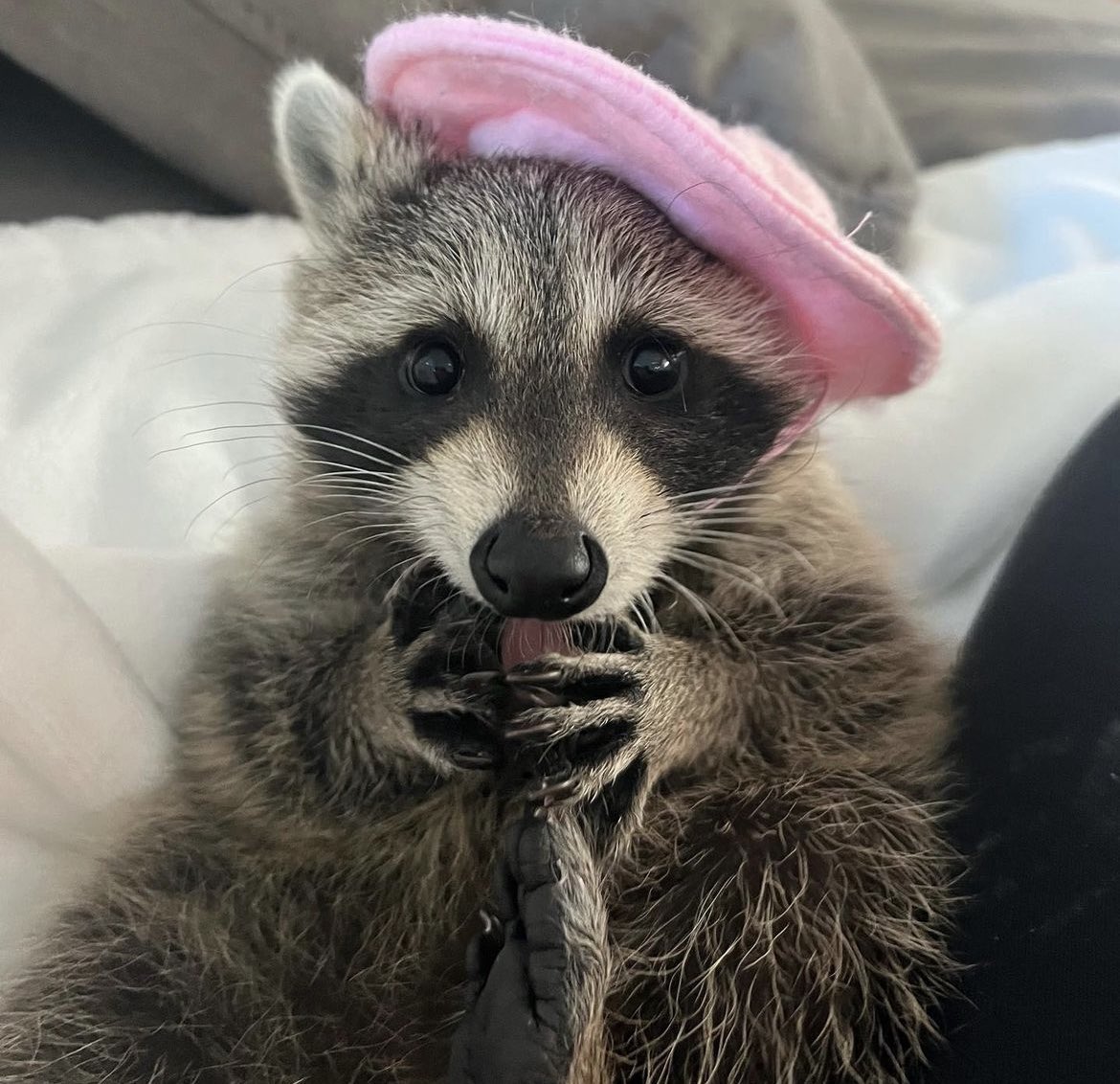 gahxraccoons tweet picture