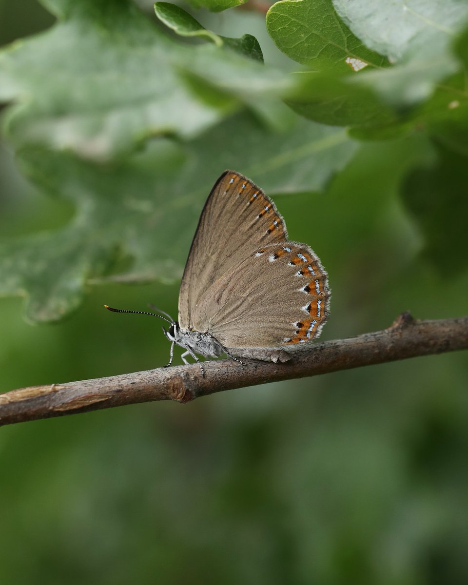@owene73 @IsaiahVRowe Ooh, good question... we see a lot of hairstreaks on our tours. Purple deserves more plaudits, but Spanish Purple has a subtle charm all its own... While the eponymous Blue-spot is a snazzy beast... but then there's Provence, and surely it's game over?!

What are your favourites?
