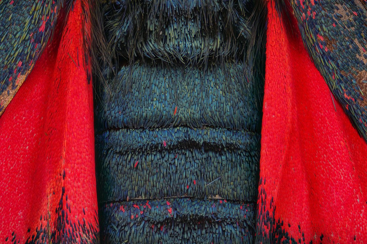 sagaOptics's tweet photo. Part of the abdomen and hind wings of a burnet moth, Zygaena ephialtes.
#sixspotburnet #zygaenafilipendulae #sechsfleckwidderchen #widderchen #entomology #lepidoptera #insects #macrophotography https://t.co/assP4ca2D0