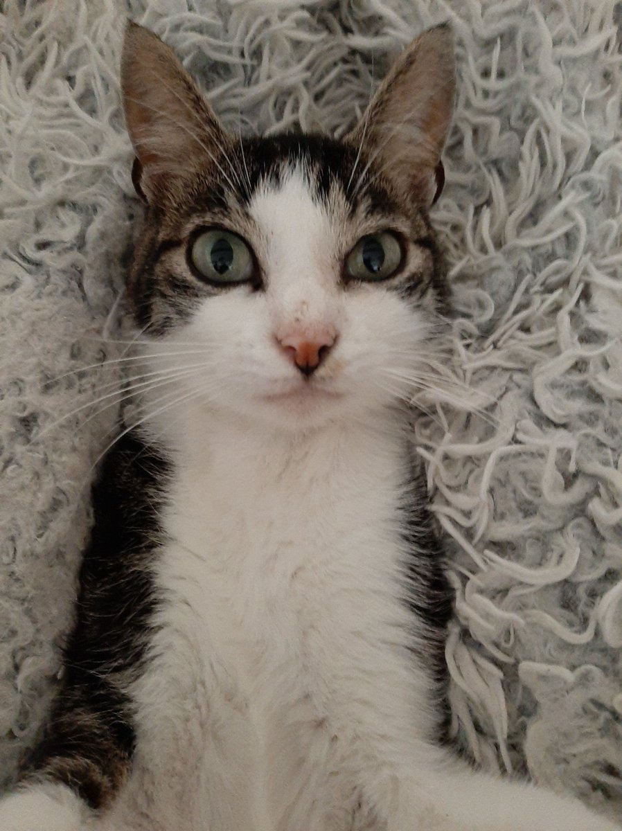 elvira_hancockh's tweet photo. #SelfCat ❤❤ https://t.co/hboWzkds3q