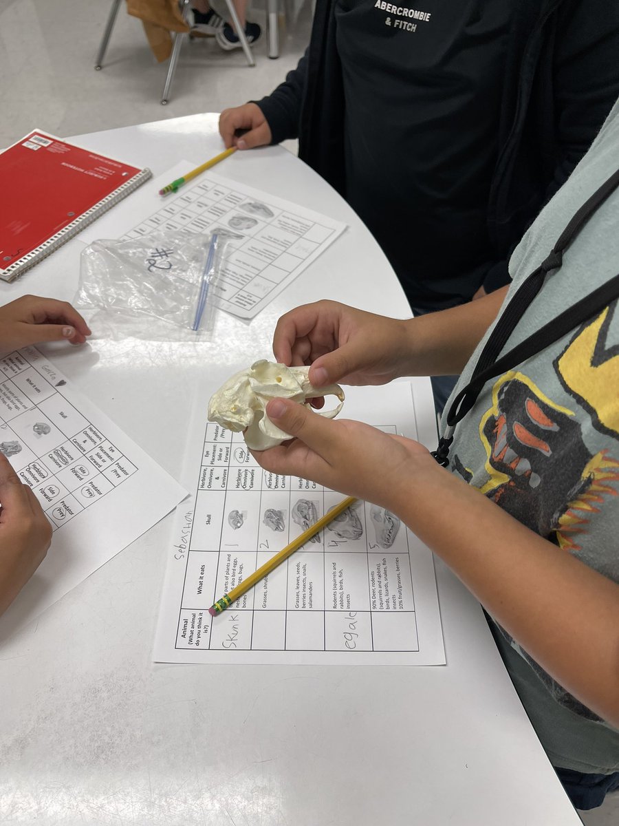 cathy_blayney's tweet photo. @amadormbe class in the @HumbleISD_MBE science lab reading skulls to learn about animal diets! Can they guess what Texas animal skull they are studying? #shinealight #mbeisfamily #wearethelight @HumbleISD https://t.co/34U5vHGsAX