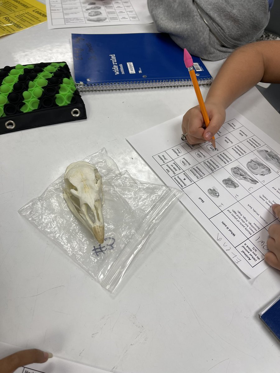 cathy_blayney's tweet photo. @amadormbe class in the @HumbleISD_MBE science lab reading skulls to learn about animal diets! Can they guess what Texas animal skull they are studying? #shinealight #mbeisfamily #wearethelight @HumbleISD https://t.co/34U5vHGsAX
