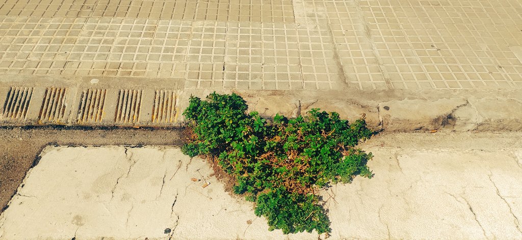 Al Barri de Sant Pere, a Terrassa, tenim les noves jardineres amb l'última varietat en plantes. 
Aixequen voreres i quan les tapen, no les segellen bé, i fa que després surtin plantes. 
<a href="/ecoequip/">Eco-equip</a> <a href="/ajterrassa/">Ajuntament de Terrassa</a> <a href="/jordi_ballart/">Jordi Ballart Pastor</a> 
Recordeu-vos d'arreglar la plaça Mestre Serrat, fa pena!