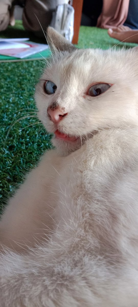 Spicy cat rawr