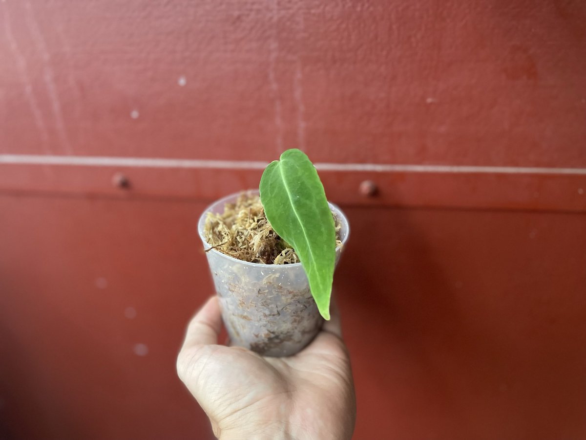 jungler_jp's tweet photo. ワロクの芽生え
Warocqueanum was sprouted. https://t.co/VdfD4wdDdY