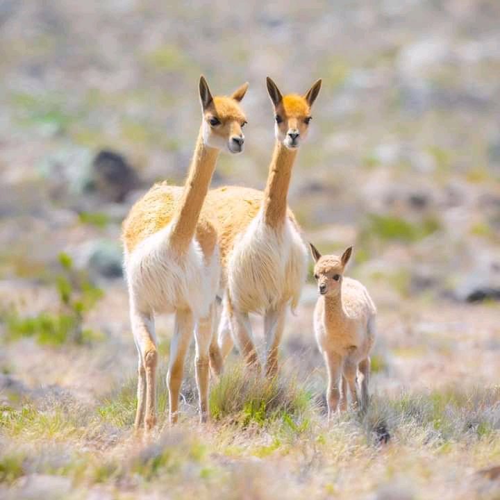 Vicuñas, the national animal of Peru 🇵🇪

These wooly creatures live in the high altitude regions of the Andes mountains. Their thick fur keeps them warm at night, while its light colour and airiness ensures they don’t overheat during the day.

📸 praveenraju909