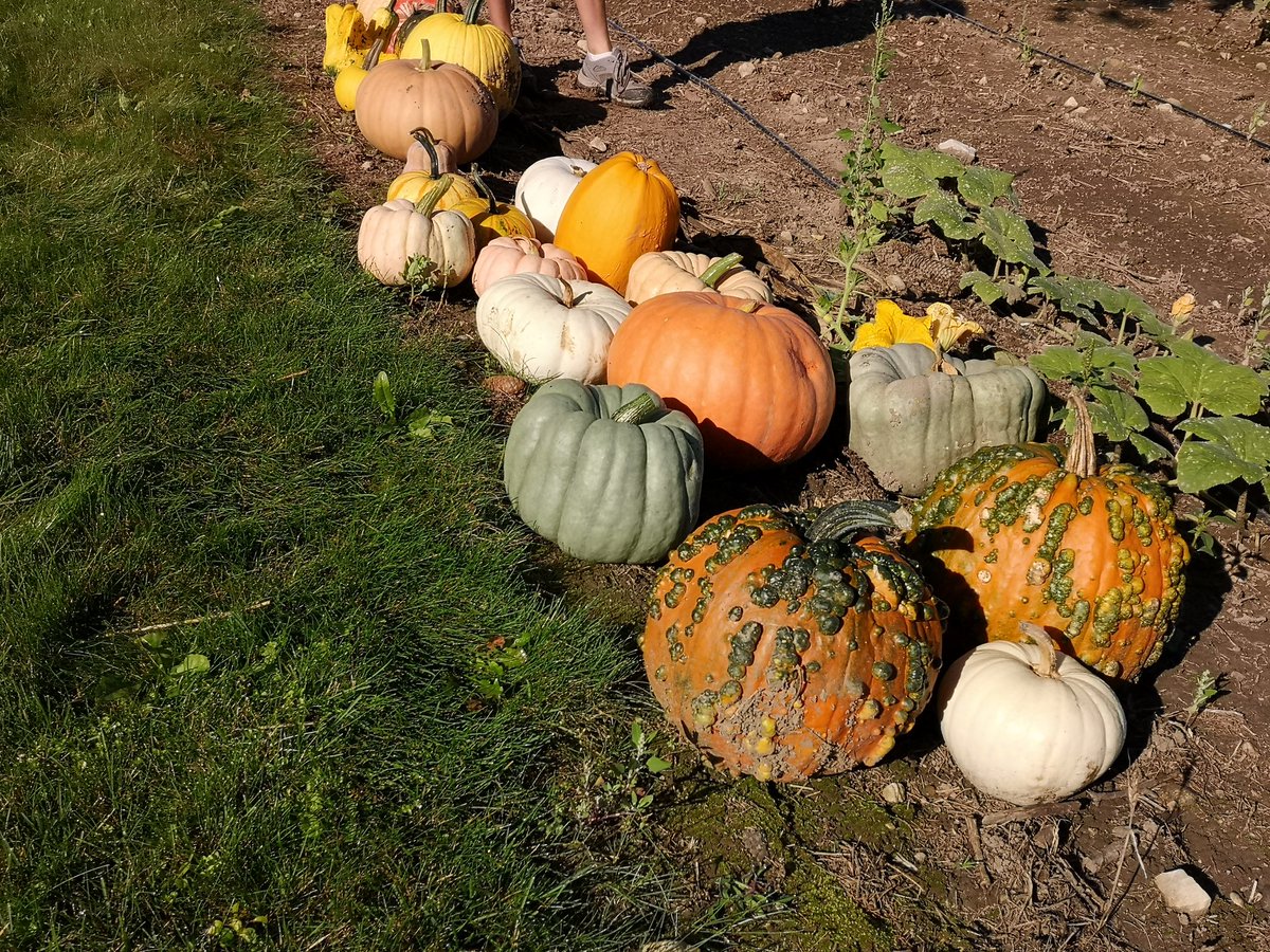 andrewcoppolino's tweet image. A parlance proffering the panoply of perfectly picturesque pumpkins (and non-alliterative gourds and squashes) procured from local producers. Friday at 0740h on the #TheMorningEdition w/ @craignorriscbc @CBCKW891. @GoodPumpkins @herrlesmarket_