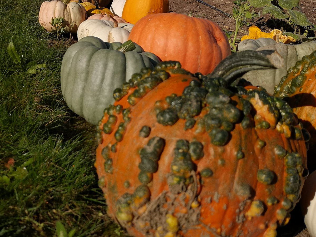 andrewcoppolino's tweet image. A parlance proffering the panoply of perfectly picturesque pumpkins (and non-alliterative gourds and squashes) procured from local producers. Friday at 0740h on the #TheMorningEdition w/ @craignorriscbc @CBCKW891. @GoodPumpkins @herrlesmarket_
