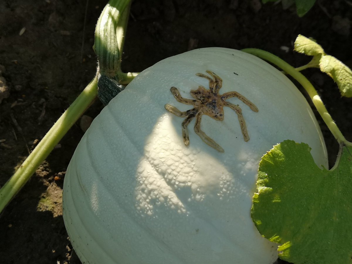 andrewcoppolino's tweet image. A parlance proffering the panoply of perfectly picturesque pumpkins (and non-alliterative gourds and squashes) procured from local producers. Friday at 0740h on the #TheMorningEdition w/ @craignorriscbc @CBCKW891. @GoodPumpkins @herrlesmarket_