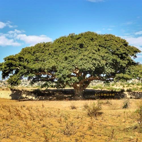 librecaminan's tweet photo. Sea esa sombra mi sombra.
Seré entonces el árbol
y la fábula de sus hojas.
Entonces, entre la tierra y yo
habrá únicamente
el juramento se la savia.
El lugar en que me despierto
es el lugar descubierto
La muerte es una mirada abandonada por la mirada.
Edmond Jabès https://t.co/kG1unnYsW1