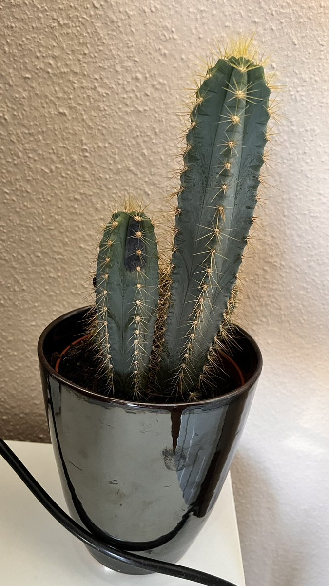 Olum kaktüsüm solmuş lan ananı bacını s*keyim çölün kavurucu sıcağına susuz kuraklığına dayanan bitki benim salonda öldü kahrından mı
öldün noldu aq