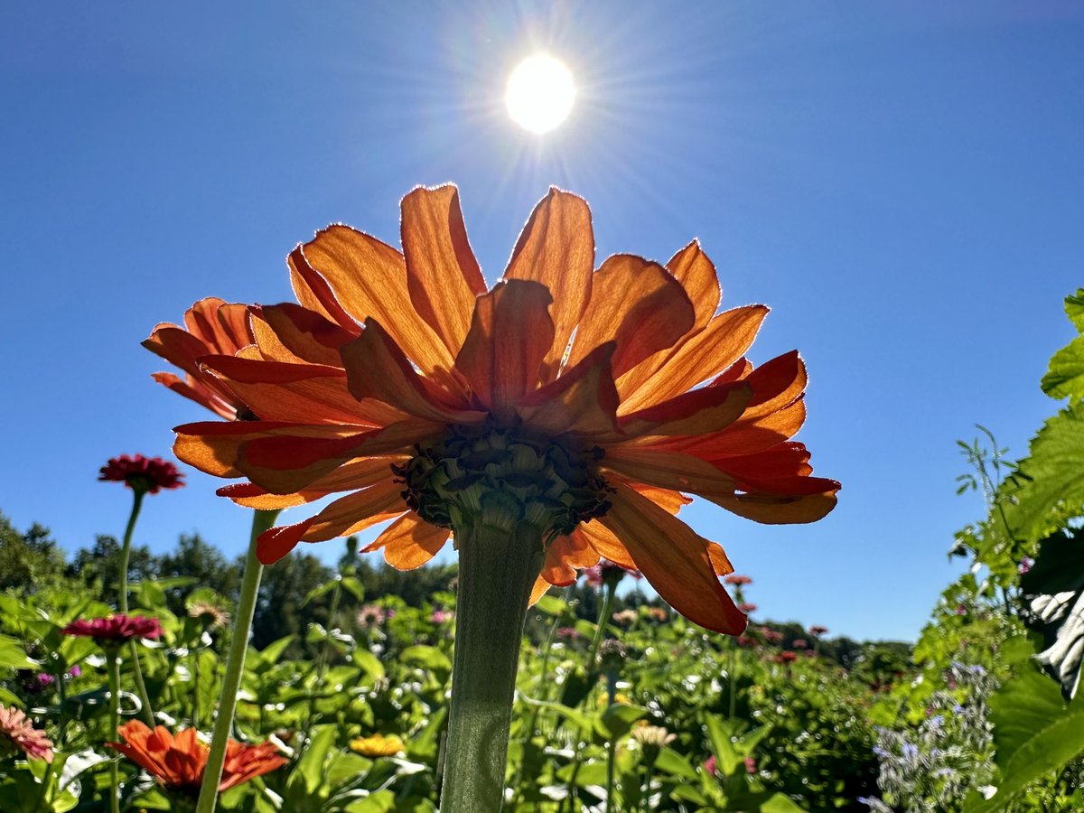Tropisch nazomerweer in #Kloetinge☂️😎☀️
<a href="/weermanrobert/">➡️ Robert de Vries</a> <a href="/Alpenweerman/">Johanns (Alpen)weer @johannsalpenweer.bsky.social</a>  @Talpaweer <a href="/omroepzeeland/">Omroep Zeeland</a> <a href="/EdAldus/">Ed Aldus</a> <a href="/BuienRadarNL/">Buienradar</a> <a href="/Goesisgoes/">Goes is goes</a> <a href="/provzeeland/">Provincie Zeeland</a> <a href="/helgavanleur/">Helga van Leur ☀</a> <a href="/weerenradar_nl/">Weer & Radar Nederland</a> @WeermanRico <a href="/weeronline/">Weeronline</a> <a href="/GemeenteGoes/">Gemeente Goes</a> <a href="/WNLVandaag/">WNL Vandaag</a>   #Zeeland <a href="/SevereweatherNL/">SW Stormchasing</a> #nazomer #zonovergoten