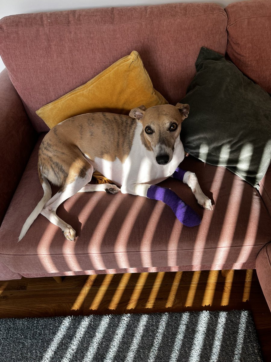 LizzieEdwards_'s tweet photo. It has been *a week* and it’s not over yet! A particularly difficult point was this boy getting his first bandage 🤕 At least the vets have given him a fun colour! https://t.co/29InwC7Wl3