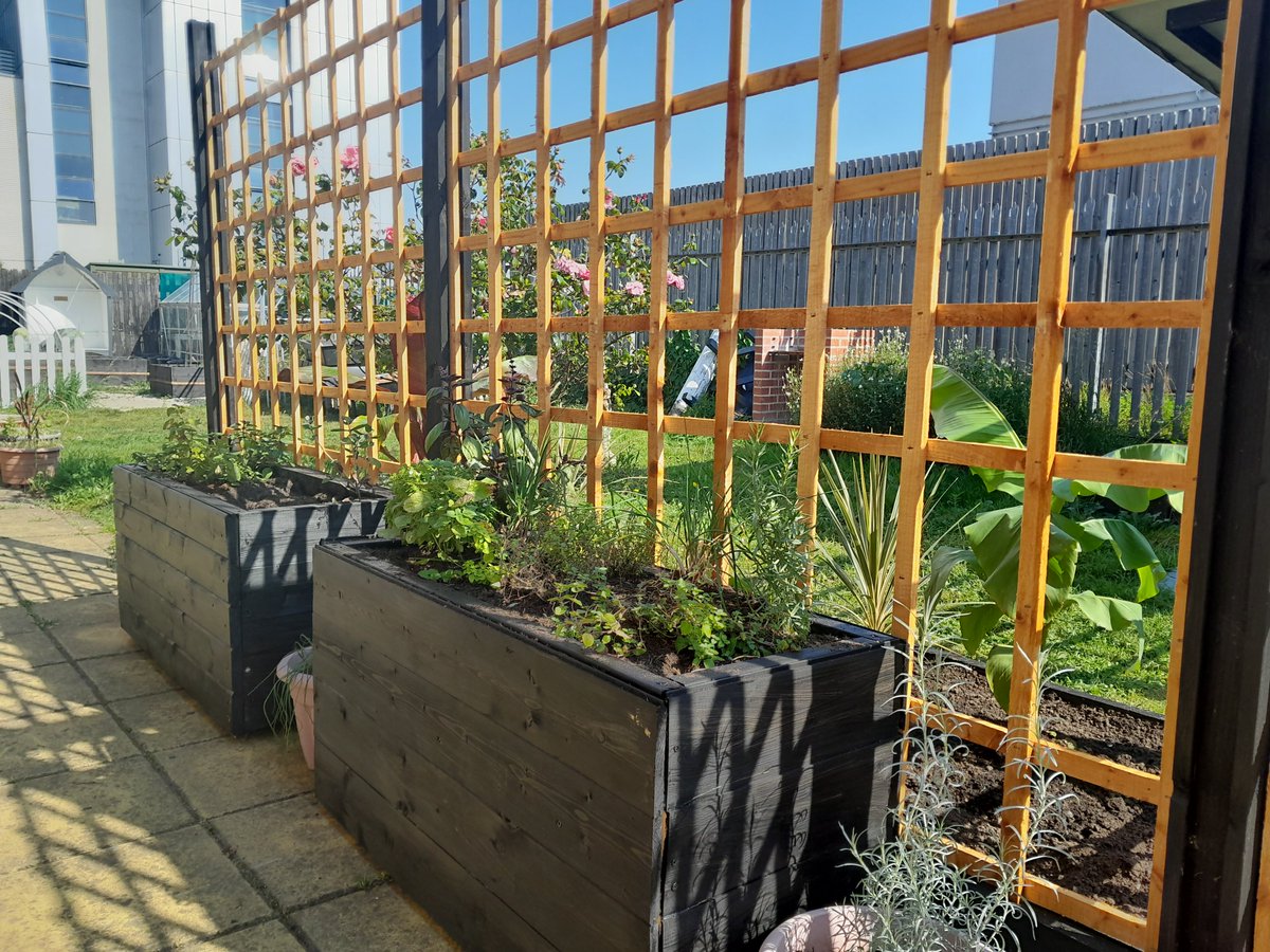 Hope Garden (@htthopegarden) on Twitter photo Itโs been a busy few weeks at the <a href="/HTTHopeGarden/">Hope Garden</a>. Herb beds are doing well in the newly built raised beds and we are loving how the new tropical area is coming along. <a href="/DianeBa64157920/">Diane Ball</a> <a href="/MezaHodges/">Marilyn Hodges ๐๐ฟ๐ฆ๐ฌ๐ง</a> <a href="/NHS_ELFT/">East London NHS Foundation Trust (ELFT)</a> <a href="/Bailey_NHS/">Bailey Mitchell ๐</a> <a href="/MohitVenkataram/">Dr Mohit Venkataram</a> @EdwinCCN <a href="/Wickes/">WICKES</a> Itโs been a busy few weeks at the <a href="/HTTHopeGarden/">Hope Garden</a>. Herb beds are doing well in the newly built raised beds and we are loving how the new tropical area is coming along. <a href="/DianeBa64157920/">Diane Ball</a> <a href="/MezaHodges/">Marilyn Hodges ๐๐ฟ๐ฆ๐ฌ๐ง</a> <a href="/NHS_ELFT/">East London NHS Foundation Trust (ELFT)</a> <a href="/Bailey_NHS/">Bailey Mitchell ๐</a> <a href="/MohitVenkataram/">Dr Mohit Venkataram</a> @EdwinCCN <a href="/Wickes/">WICKES</a>